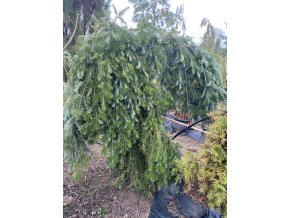 Abies alba 'Green Spiral' - jedle bělokorá