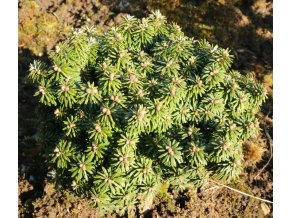 Abies balsamea 'HB3' WB - jedle balsámova