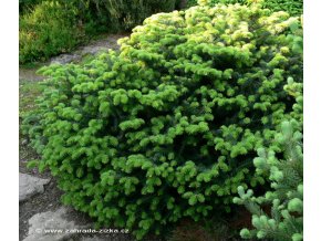 Abies cephalonica 'Meyers Dwarf' - jedle řecká
