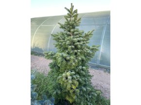 Abies cilicica 'Spring Grove' - jedle cilicijská