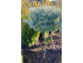 Abies concolor Minima km bal