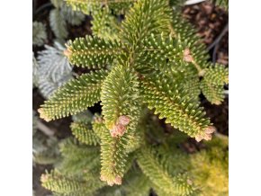 Abies delawayi 'Nana' - jedle Delawayova