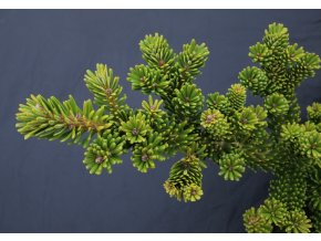 Abies firma 'Bedgebury' - jedle japonská