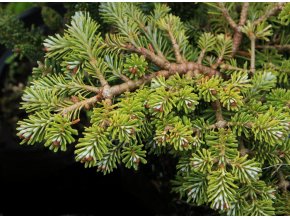 Abies fraserii 'Piglet's' - jedle Fraserova