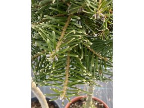 Abies grandis 'Jiskra' - jedle obrovská
