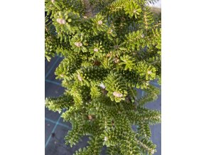 Abies koreana 'Alpin Star' - jedle korejská