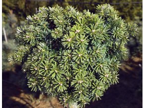 Abies koreana 'Blauer Eskimo' - jedle korejská