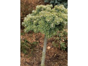 Abies koreana 'Blauer Eskimo' kmínek - jedle korejská