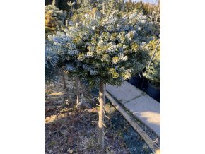 Abies koreana 'Bonansa' kmínek - jedle korejská