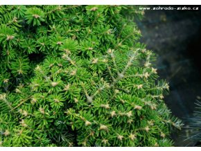 Abies koreana 'Doni Taiuso' - jedle korejská