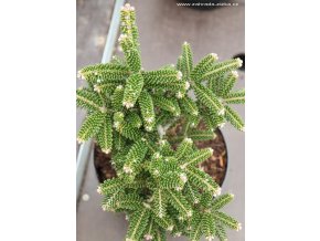 Abies koreana 'Oberon' - jedle korejská
