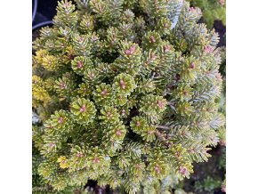 Abies koreana 'Pinnocchio' WB - jedle korejská