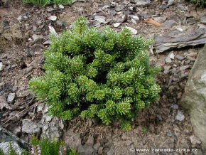 Abies koreana 'Silber Pearl' - jedle korejská