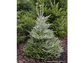 Abies koreana 'Silberlocke' - jedle korejská