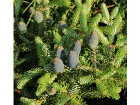 Abies koreana 'Silver Star' - jedle korejská