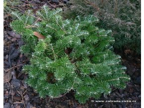 Abies koreana 'Taiga' - jedle korejská