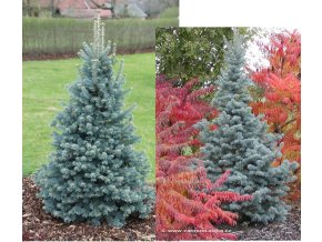 Abies lasiocarpa 'Compacta' - jedle plstnatoplodá