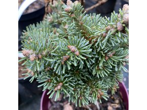 Abies lasiocarpa 'Logan Pass' - jedle plstnatoplodá