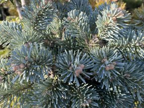 Abies lasiocarpa 'Cvikov' - jedle plstnatoplodá