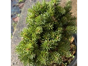 Abies magnifica 'Shasten Cis' - jedle nádherná