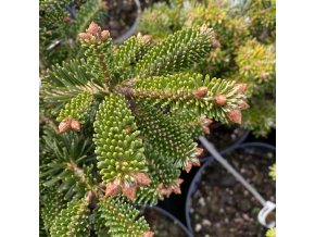 Abies nordmanniana 'Dobřichovice' - jedle kavkazká