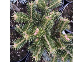 Abies nordmanniana 'Peli' - jedle kavkazká