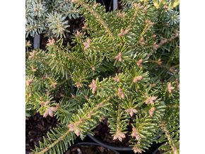 Abies nordm pospisil