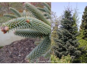 Abies pinsapo 'Glauca' - jedle španělská