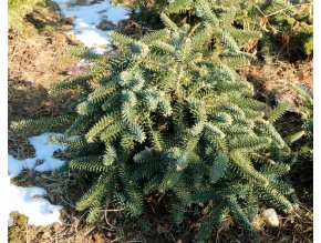 Abies pinsapo 'Pendula' - jedle španělská