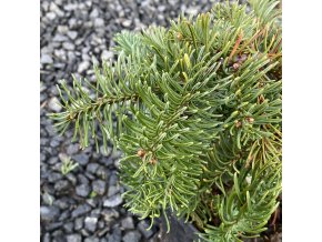 Abies procera 'DelBar Cascade' - jedle stříbrná