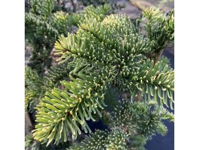 Abies procera 'Sherwoodii' - jedle stříbrná