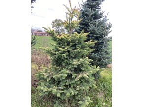 Abies procera 'Sherwoodii' - jedle stříbrná