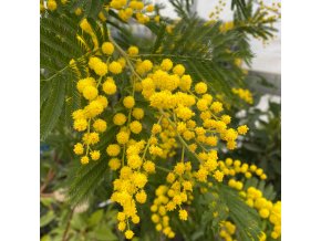Acacia dealbata - Akácie sivozelená, mimóza