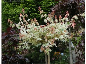 Acer campestre 'Carnival' - javor babyka