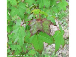 Acer cappadocicum 'Rubrum' - javor kapadocký