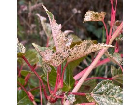 Acer conspicuum 'Red Flamingo' - javor hadí
