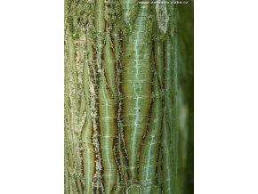 Acer grosseri var. hersii - javor