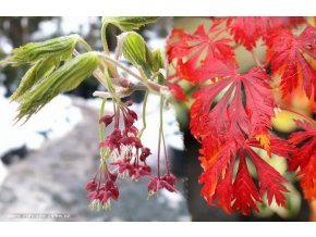 Acer japonicum 'Aconitifolium' - javor japonský