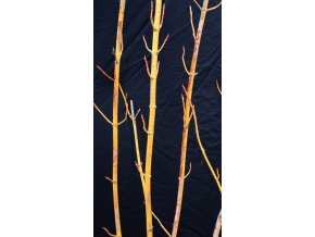 Acer negundo 'Winter Lightning' - javor jasanolistý