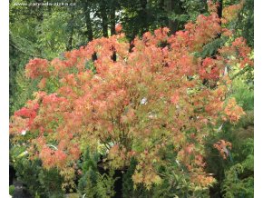 Acer palmatum - javor dlanitolistý