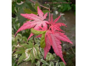 Acer palmatum 'Asahi zuru' - javor dlanitolistý