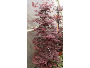 Acer palmatum 'Atropurpureum' - javor dlanitolistý