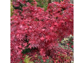 Acer palmatum 'Atropurpureum Select DB' - javor dlanitolistý