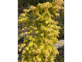 Acer palmatum 'Cascade Gold' - javor dlanitolistý
