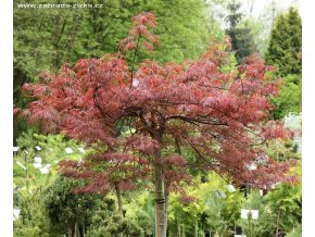 Acer palmatum 'Dissectum Garnet' - javor dlanitolitý