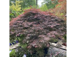 Acer palmatum 'Dissectum Garnet' kmínek - javor dlanitolitý