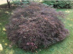Acer palmatum 'Dissectum Nigrum' kmínek - javor dlanitolistý