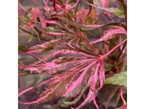 Acer palmatum 'Extravaganza' - javor dlanitolistý