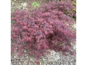 Acer palmatum 'Firecracker' - javor dlanitolistý