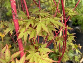 Acer palmatum 'Peve Chameleon' - javor dlanitolistý